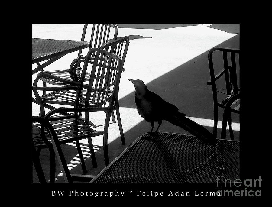 Black Bird At Central Market BW Greeting Card Poster Photograph by Felipe Adan Lerma