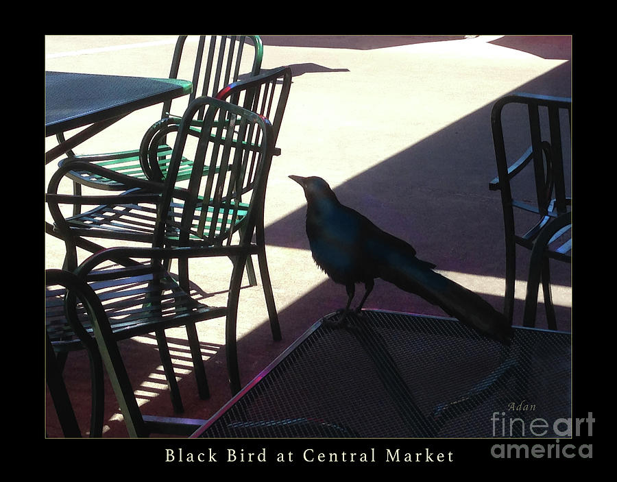 Black Bird at Central Market Greeting Card Poster Photograph by Felipe Adan Lerma