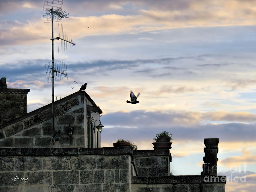 Bird Photograph - Black Bird Blue Skies.Matera.Italy by Jennie Breeze