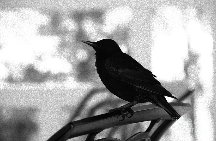 Black Bird BW Photograph by Linda Shafer