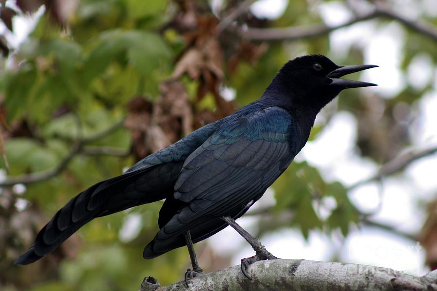 Black Bird Colors Photograph by Mesa Teresita - Fine Art America