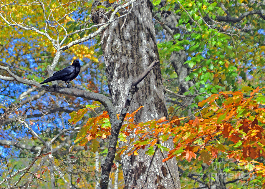 Black Bird in Autumn Photograph by Lydia Holly