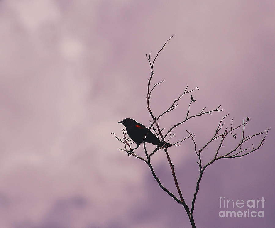 Bird Photograph - Black Bird by Jeanne OConnor
