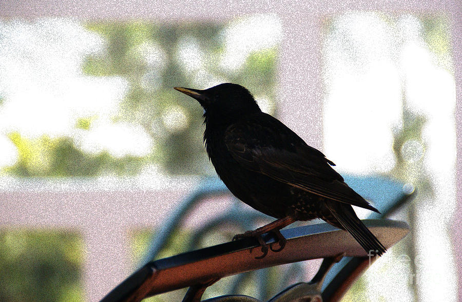 Black Bird Photograph by Linda Shafer
