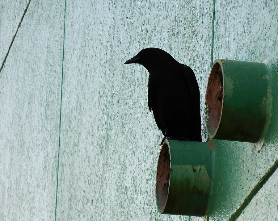Black bird Photograph by Nora Martinez