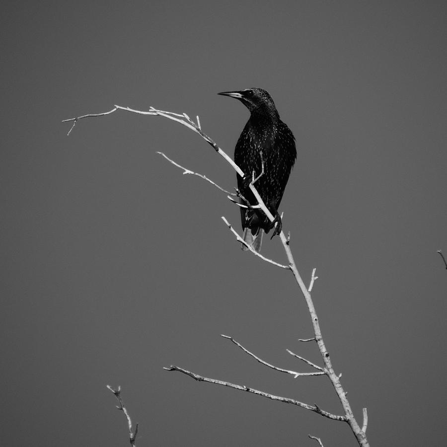 Black And White Photograph - Black Bird on a Branch by Bill Tomsa