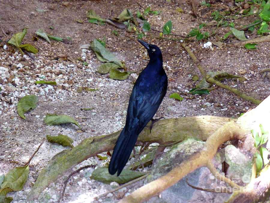 Black bird on branch Photograph by Francesca Mackenney