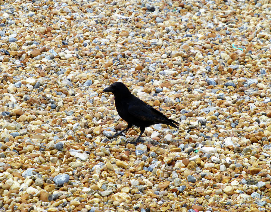 Black bird on Pebbles Photograph by Francesca Mackenney