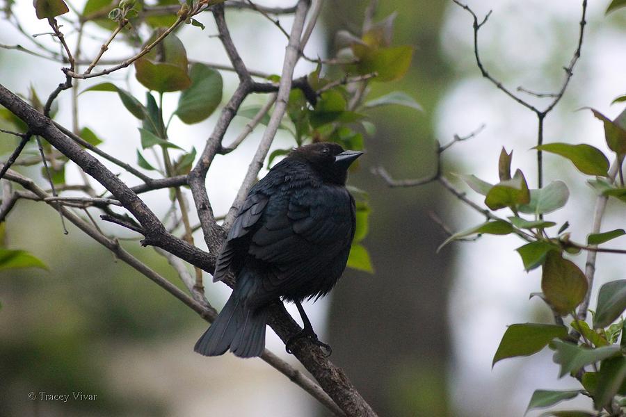 Black Bird Perched Photograph by Tracey Vivar
