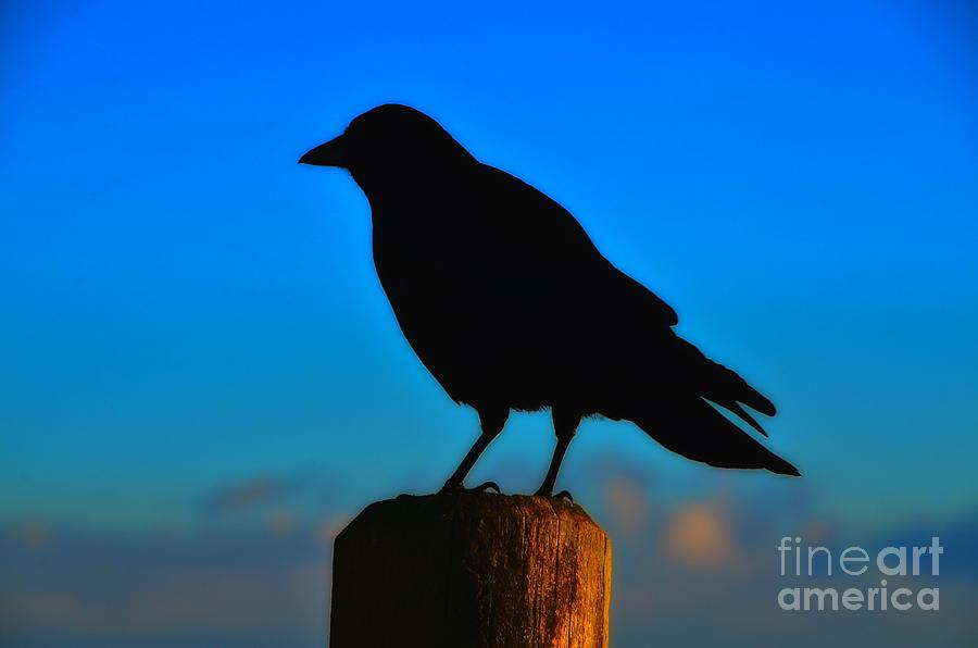 Abstract Photograph - Black Bird Repose by Lauren Leigh Hunter Fine Art Photography
