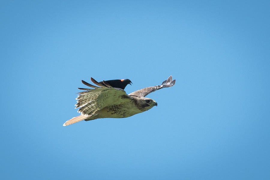 Black Bird Riding Redtail Hawk Photograph by Paul Freidlund