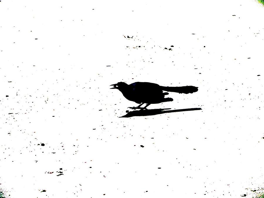 Black Bird Photograph by FineArtRoyal Joshua Mimbs
