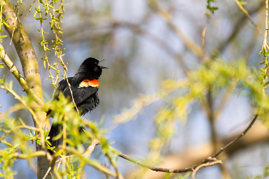 Black Bird Singing Photograph