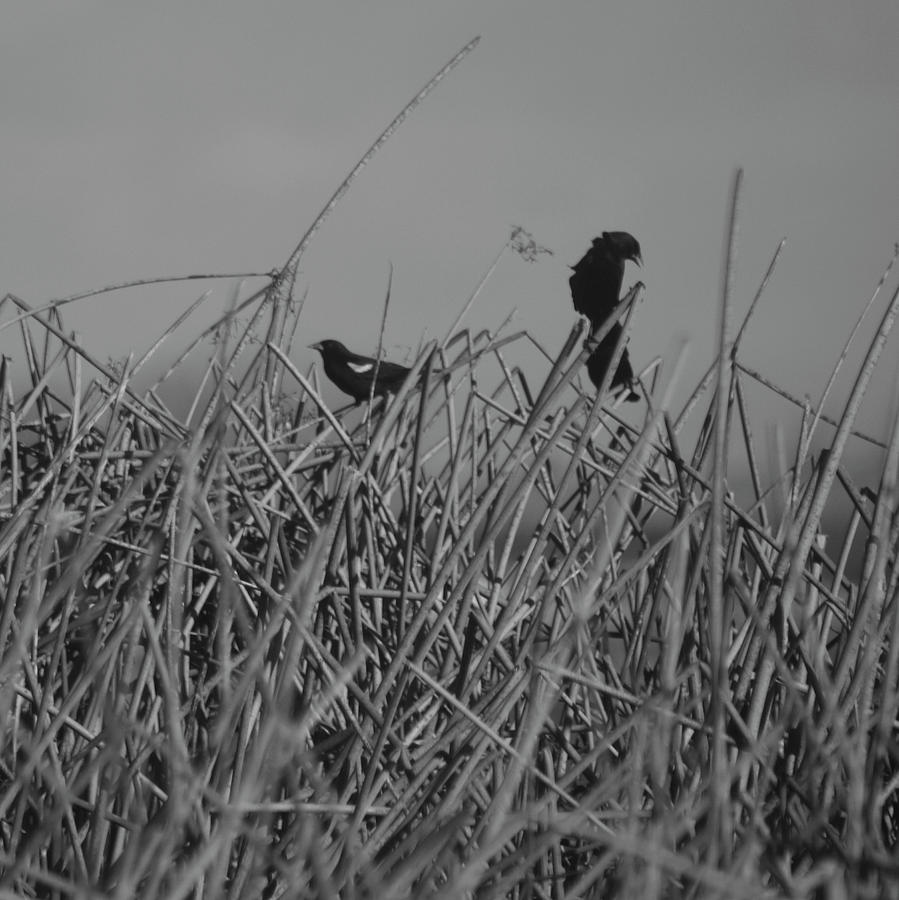 Black Birds Photograph by Eric Tressler