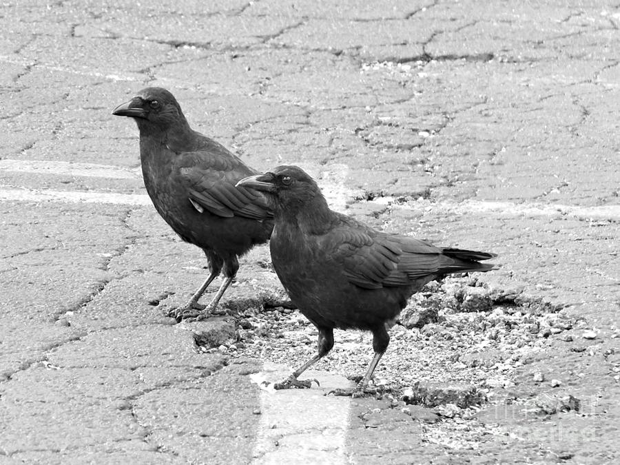 Downtown Black Birds Photograph by Sandra Church