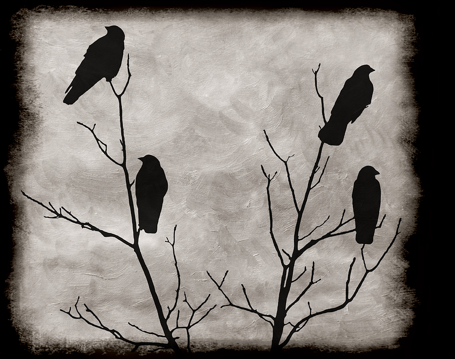 Black Birds Silhouette Photograph by Steven Michael