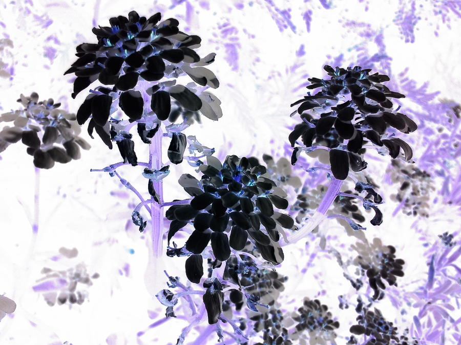 Black Blooms I I Photograph