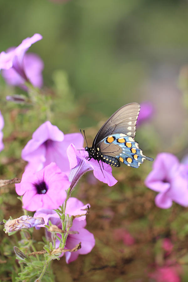 Black Blue and Orange Butterfly V2 Photograph by Douglas Barnard