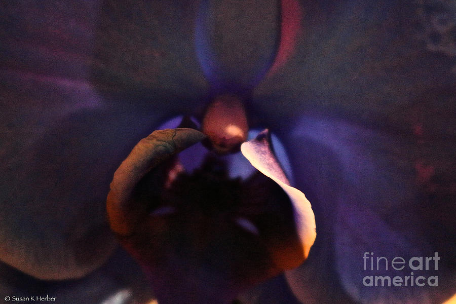 Black Blue Orchid Photograph by Susan Herber
