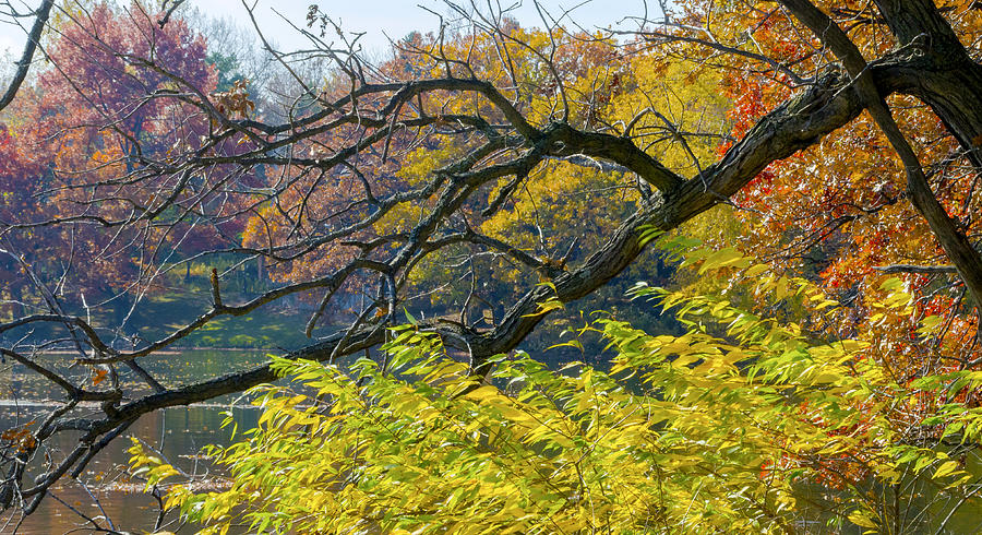 Black Branches Through Bright Autumn Trees Photograph by Lynn Hansen