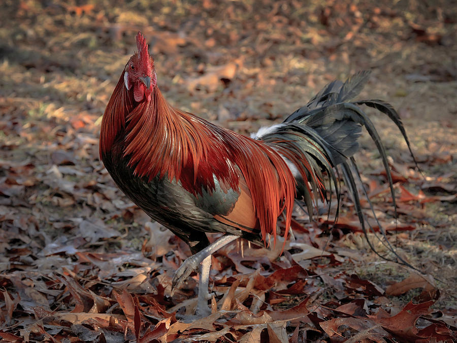 Black Breasted Red Phoenix Rooster Photograph by Michael Dougherty