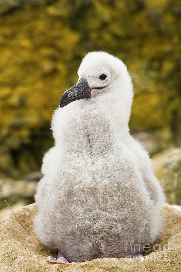 Black Browed Albatross Chick Photograph by Yva Momatiuk John Eastcott