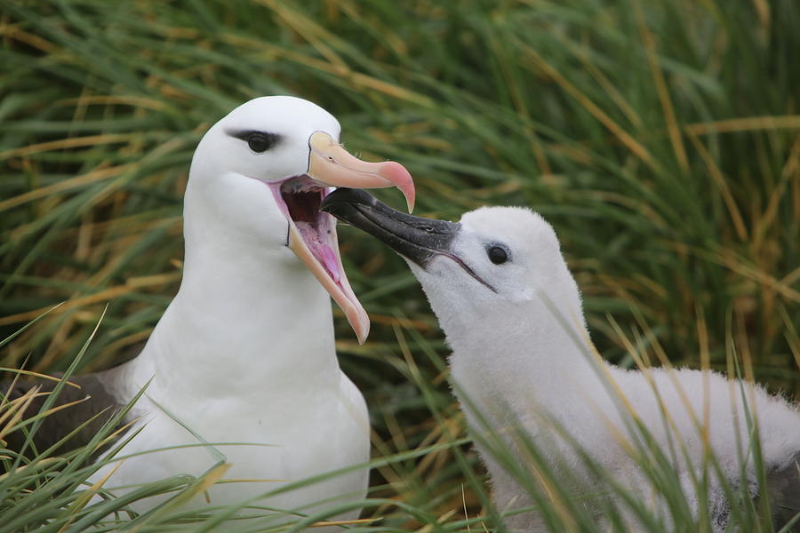 Albatross Photograph - Black-browed Albatross Feeding Chick by Bruce J Robinson