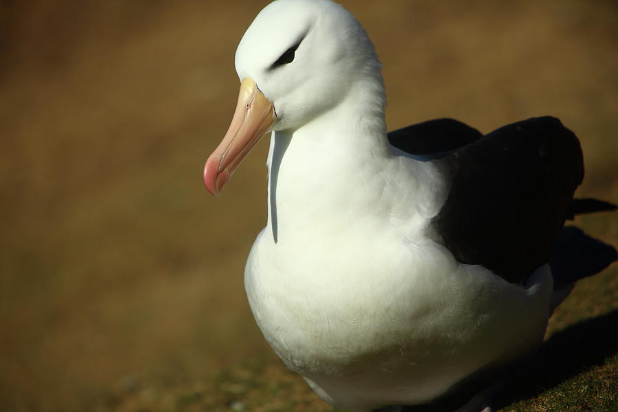 Black-browed Albatross Portrait Photograph by Bruce J Robinson