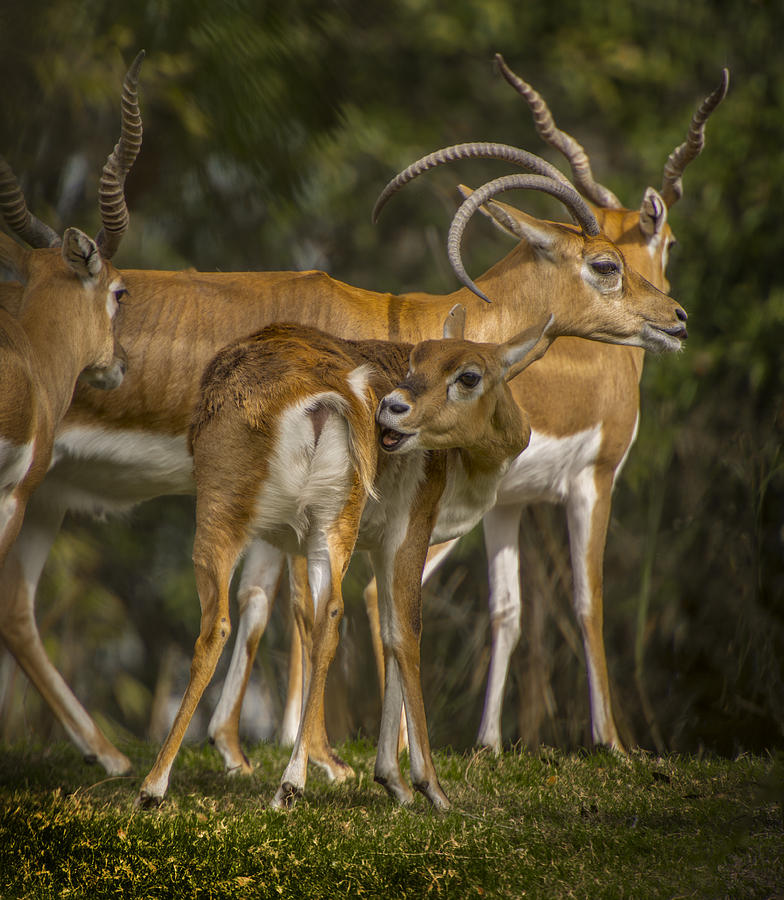 Black Buck Antelope Photograph By Tito Santiago Fine Art America