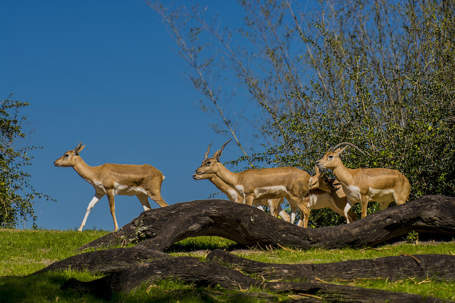 Animal Photograph - Black Buck Antelopes on the move by Tito Santiago