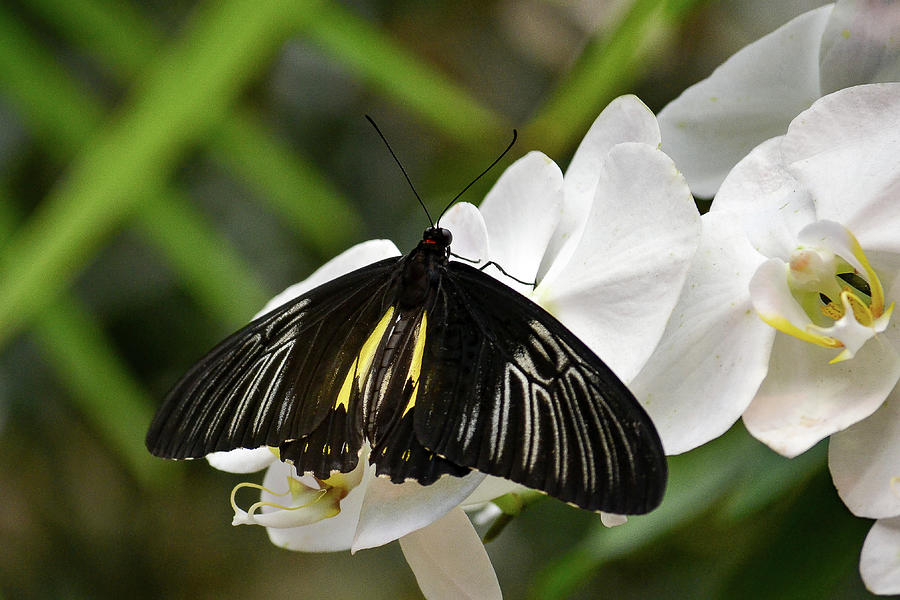 Black ButterFly Photograph by Brad Thornton
