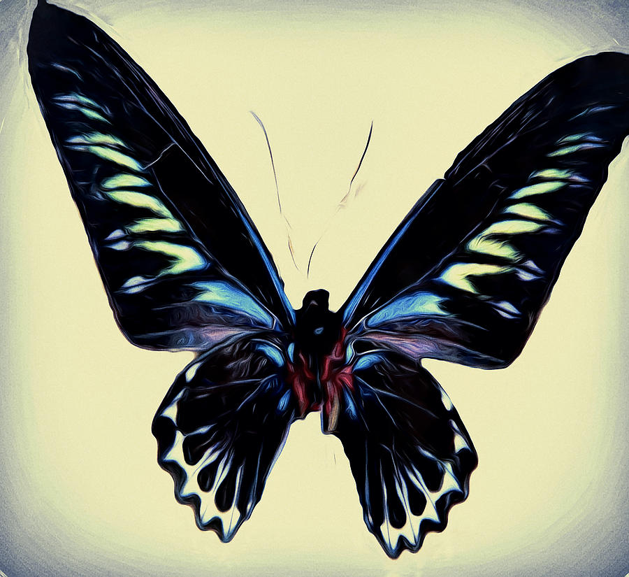 Black Butterfly  Digital Art by Cathy Anderson