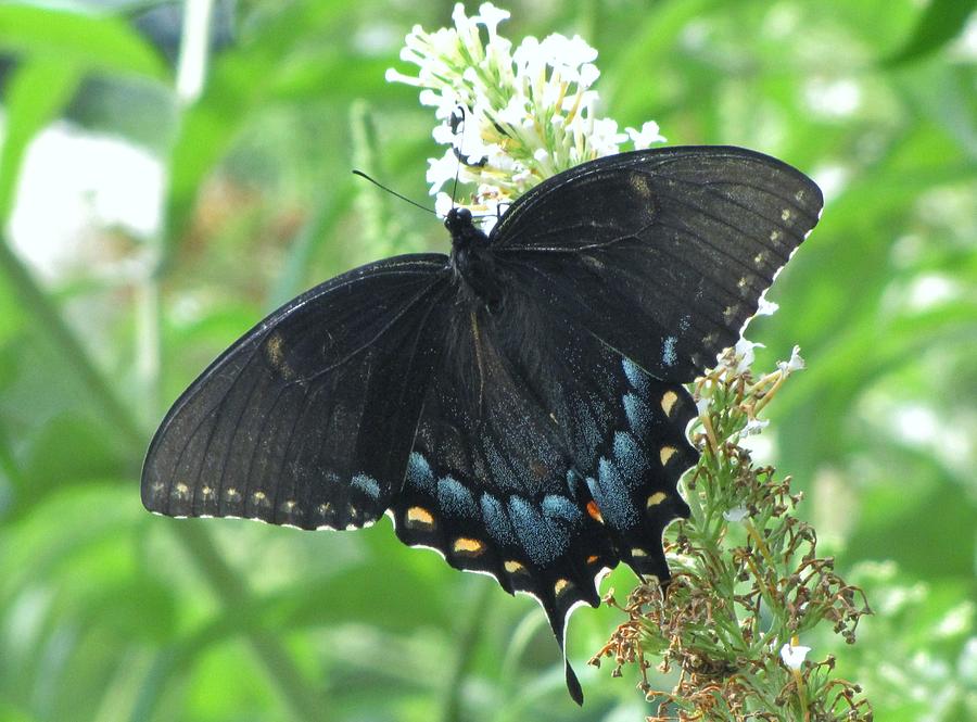 Black Butterfly Photograph by Charles Ray