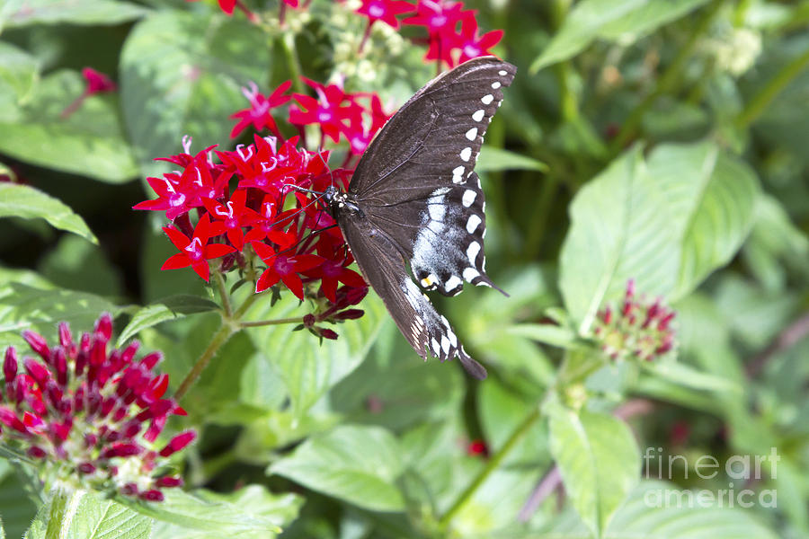 Black Butterfly Feeding on Red Flower Photograph by Karen Foley