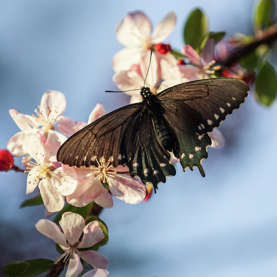 Black Butterfly Photograph
