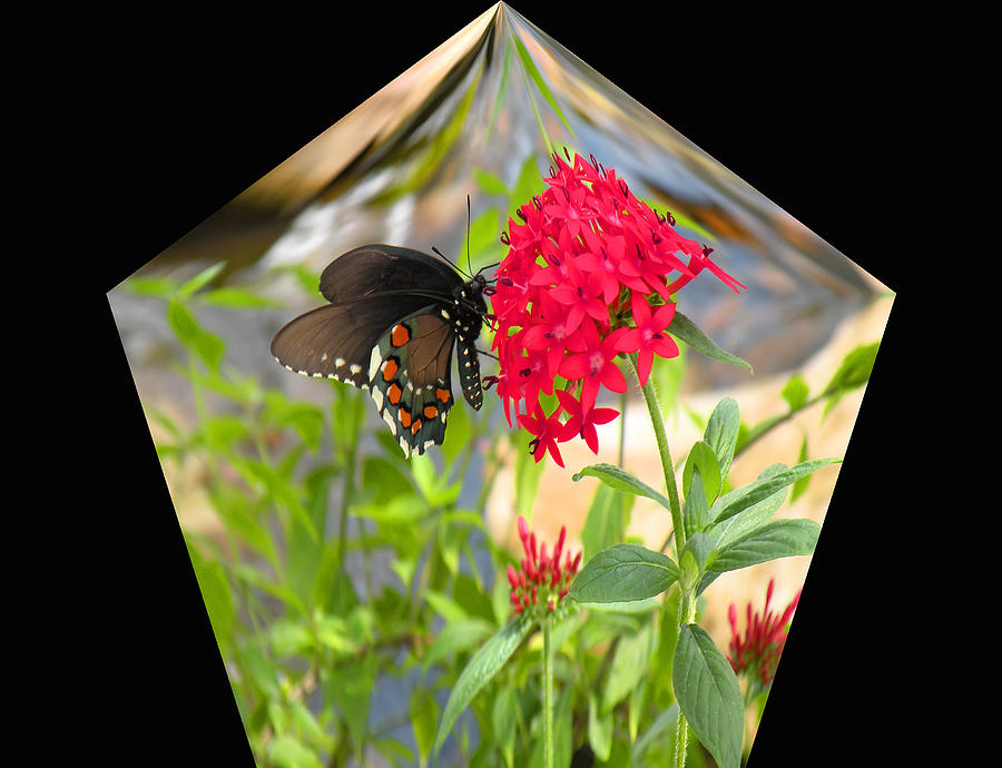 Black Butterfly in a Diamond Digital Art by Rosalie Scanlon