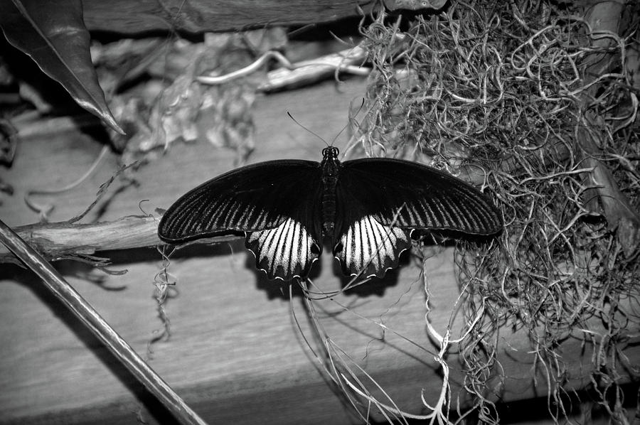 Black Butterfly in Black and White Photograph by Aimee L Maher ALM GALLERY