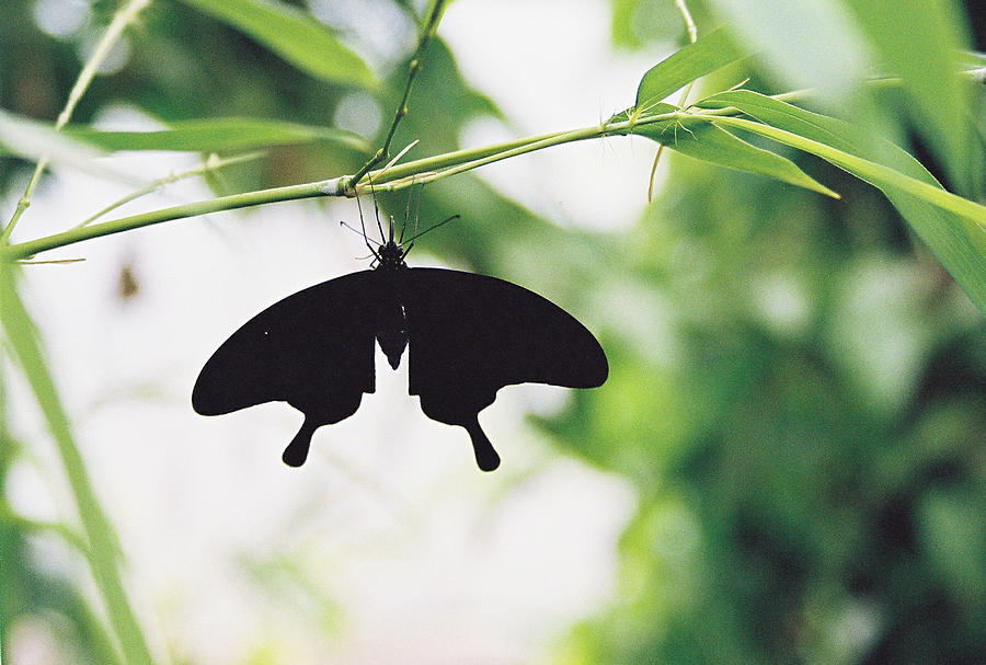 Black Butterfly Photograph by Lauri Novak