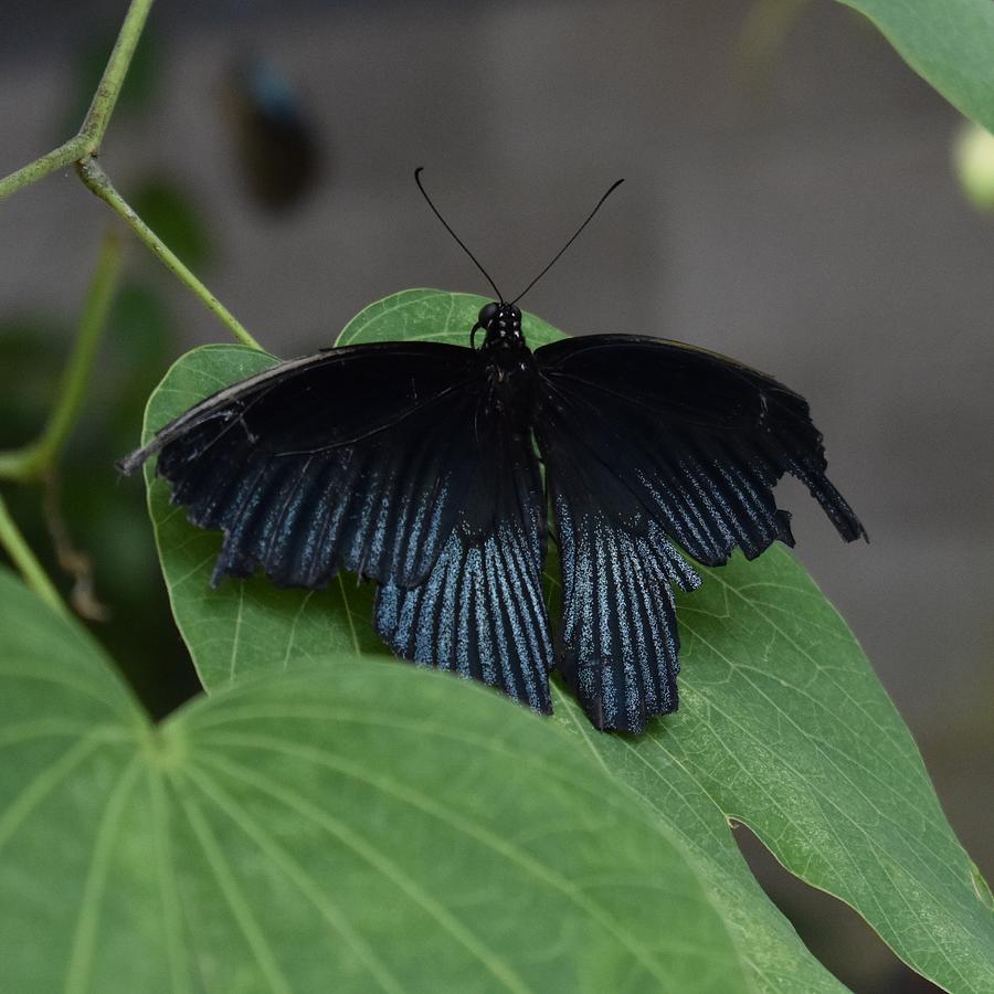 Black Butterfly Photograph by Marta Pawlowski