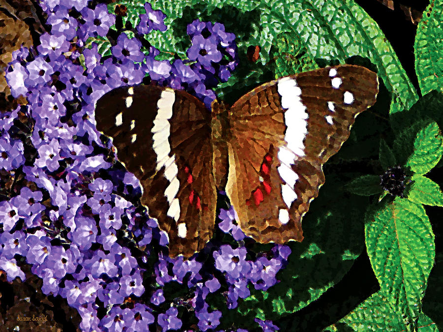 Black Butterfly on Heliotrope Photograph by Susan Savad