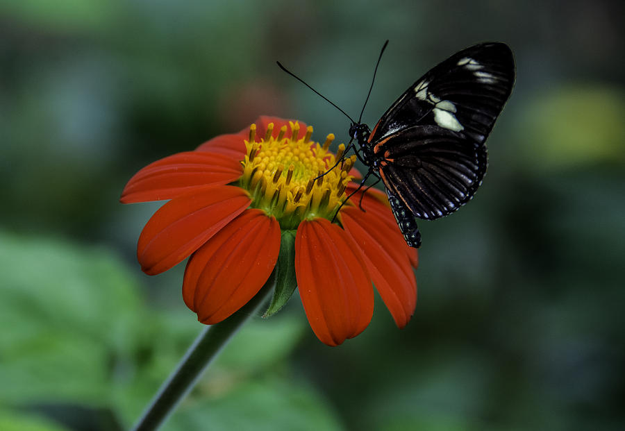 Black Butterfly on Orange Flower Photograph by WAZgriffin Digital