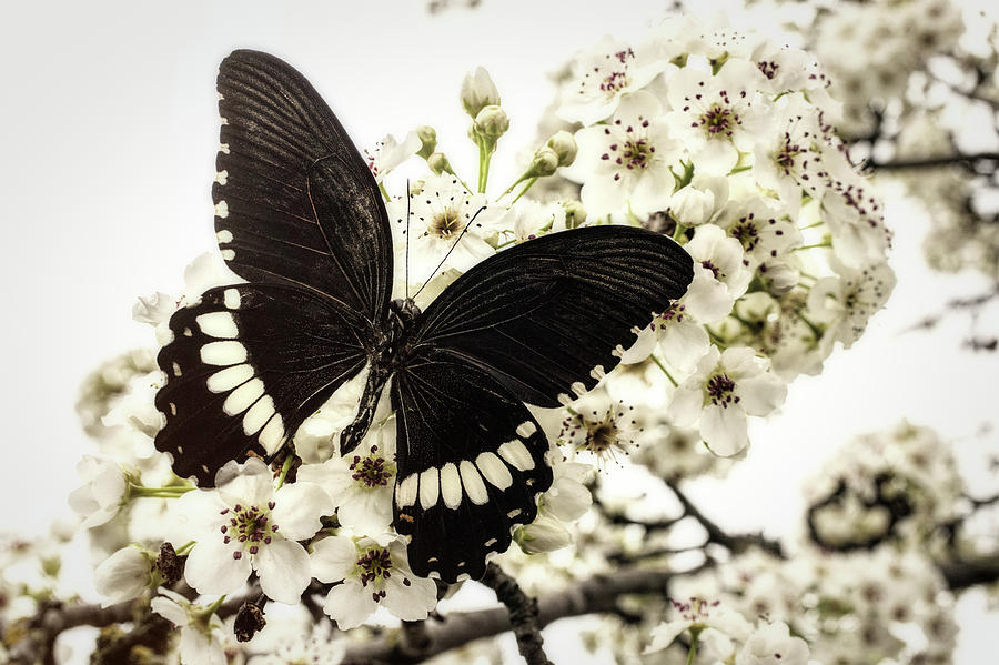 Black Butterfly On Plum Blossoms Photograph by Garry Gay