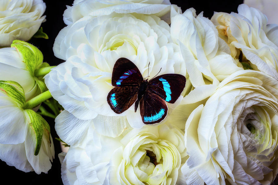 Black Butterfly On White Ranunculus Photograph by Garry Gay