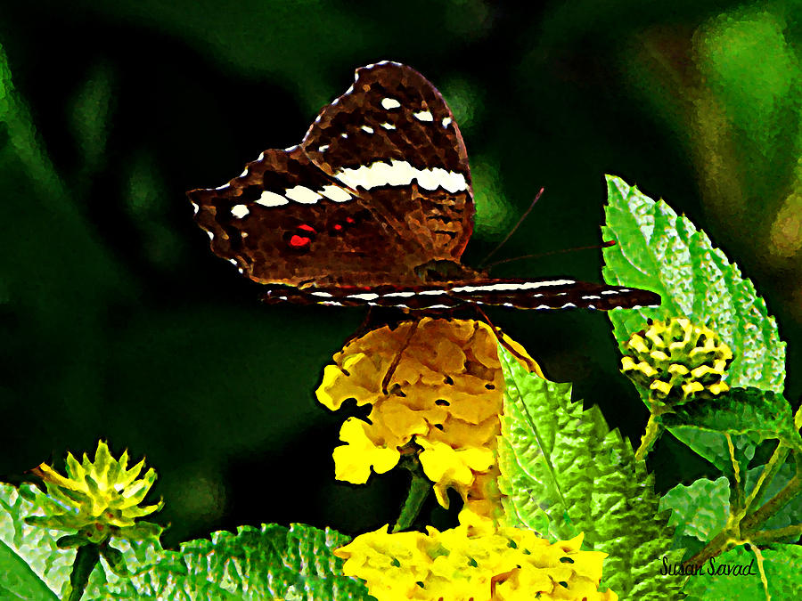 Black Butterfly on Yellow Lantana Photograph by Susan Savad