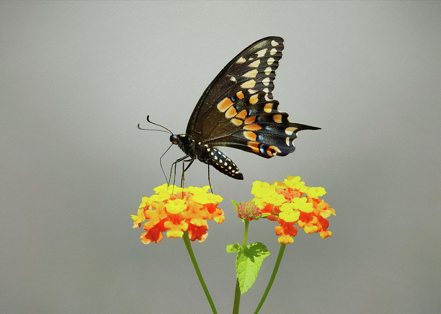 Black Butterfly Photograph by Steven Michael