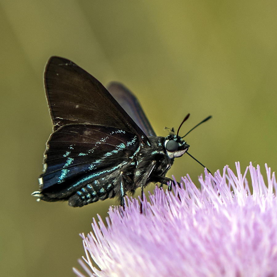 Black Butterfly With Blue Spots And Stripes Photograph by William Bitman