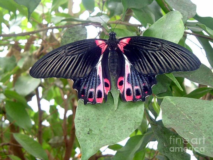 Black Butterfly with Red Spots Photograph by Barbara A Griffin