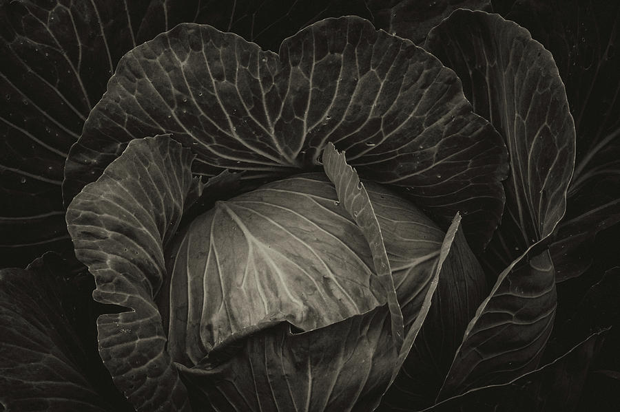 Black Cabbage Photograph by James BO Insogna