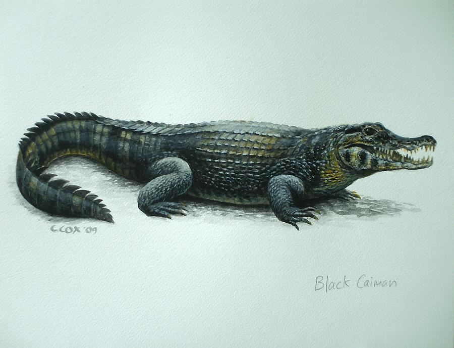 Black Caiman Painting by Christopher Cox