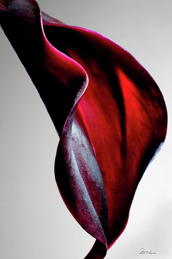 Black Calla Lily Photograph by Frederic A Reinecke